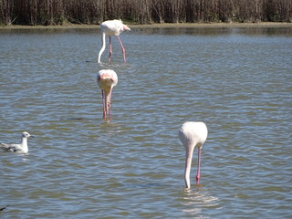  Phoenicopterus roseus flamenco rosa laguna de fuentedepiedra malaga