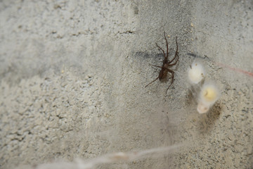 Araignée dans sa toile avec deux proies dans des cocons
