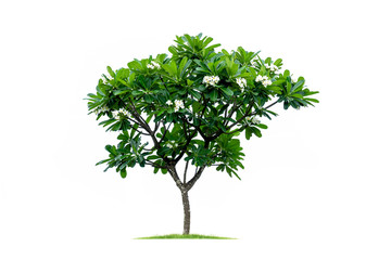 Tropical tree isolated on a white background. File contains with clipping path so easy to work.