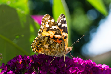 Distelfalter