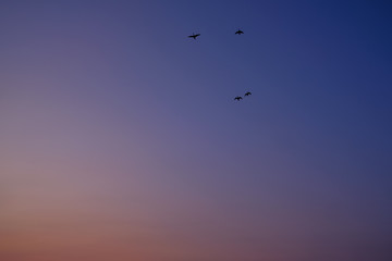 Silhouetted Flock of Ducks Flying in the Sunset Sky. Silhouetted Small Flock of birds Flying in the Sunset Sky