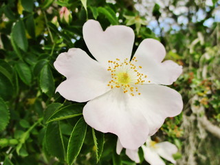 Gros plan d'une églantine blanche sur un églantier commun (Rosa canina). 