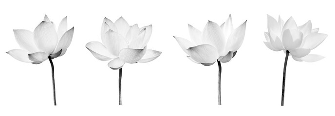 Collections Black and white Lotus flower isolated on white background. File contains with clipping path so easy to work.