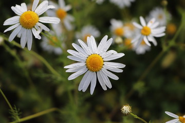 Flowering. Chamomile. Blooming chamomile field, Chamomile flowers on a meadow in summer, Selective focus