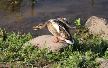 Duck Mallard on the river on a summer day