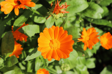 Caléndula is a genus of herbaceous plants of the Aster Family. Summer flowers.