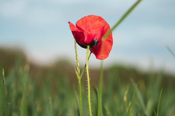 Fototapeta premium Mohn am Feld