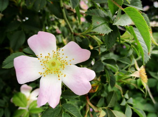  Gros plan d'une églantine sur un églantier commun (Rosa canina) 