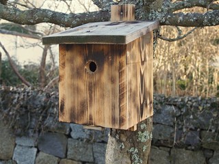 Birdhouse hanging on the apple tree trunk