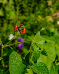 Leuchtend rote Farbe an der Bohnenpflanze