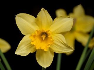 Yellow daffodils flowers on dark background..