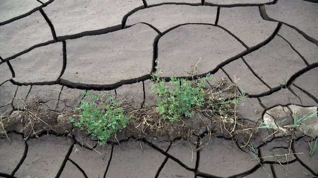 Plants growing out of dry mud with cracks from the heat baking the soil.