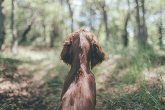 irish setter in the field