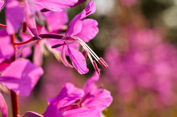 A flower of willow herb in the garden