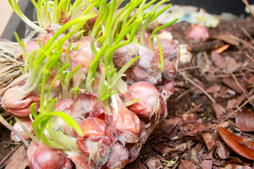 Beautiful images, nature, background, sales assembly, abstract comparison