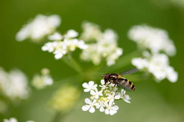 Bee on Flower