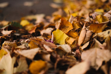 Dry yellow autumn leaves lies on asphalt sidewalk. Beautiful city background of Fall season