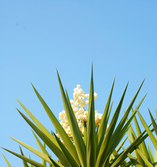 grass and blue sky