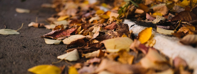 Dry yellow autumn leaves lies on asphalt sidewalk. Beautiful city background of Fall season
