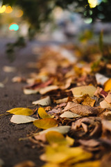 Dry yellow autumn leaves lies on asphalt sidewalk. Beautiful city background of Fall season