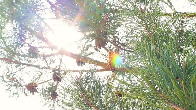 amazing sunny days pine needles closeup concept, macro view pine needles, beautiful amazing firtree 
