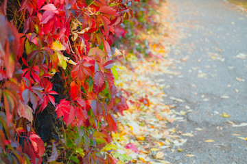 Colorful autumn wild grapes or ivy on sidewalk. Beautiful nature background of Fall season