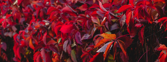 Colorful autumn wild grapes or ivy. Beautiful nature background of Fall season