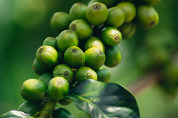 raw and fresh green coffee beans closeup