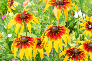 Bright yellow flowers in a sunny garden