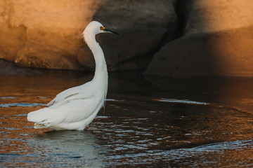 swan on the water