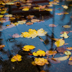 Fototapeta na wymiar Maple yellow autumn leaves in a puddle on a gloomy rainy day. Beautiful nature background of Fall season