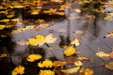 Maple yellow autumn leaves in a puddle on a gloomy rainy day. Beautiful nature background of Fall season