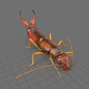 Earwig 1