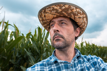 Concerned corn farmer in field