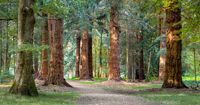 Long Trees walk in New Forest national park