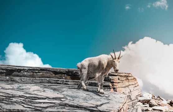 Rocky Mountain Goat