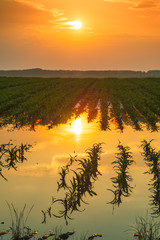 Flooded young corn field plantation with damaged crops in sunset