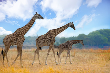 Three Thornicroft Giraffes in a line, small medium and large in order.  The Journey of Giraffes are...
