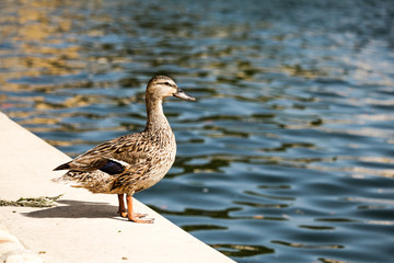 Canard et eau