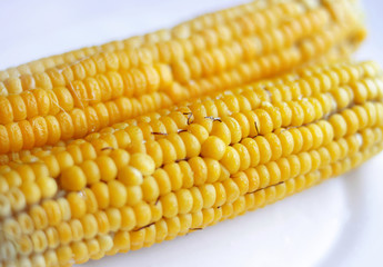 Double sweet corn .on the plate  on white background