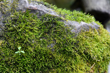  green moss covered rock