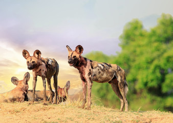 Wild Dogs - Lycaon Pictus - watching and looking alert while standing on a sandbank with a nice pinky sky background in South Luangwa National Park, Zambia, southern africa