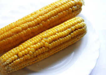 Double sweet corn  on the plate  on white background 