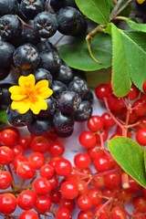 Ripe berries of black chokeberry and red viburnum on wooden background
