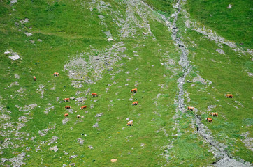 Aerial view of cows on green Alpine pasture. Minimalist nature. Brown cows on green meadow from above. Cattle, farm animals. Herd of cows. Minimalism