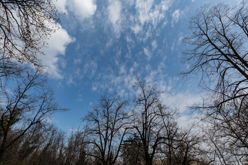 Fototapeta na wymiar Sky branches and clouds