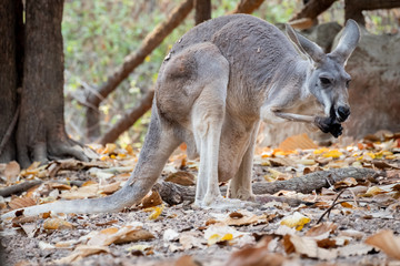 mother kangaroo