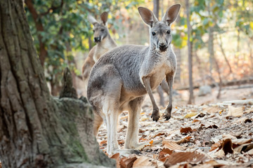 Naklejka na ściany i meble mother kangaroo
