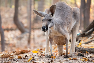 mother kangaroo