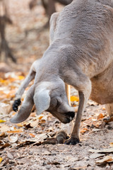 Obraz premium mother kangaroo